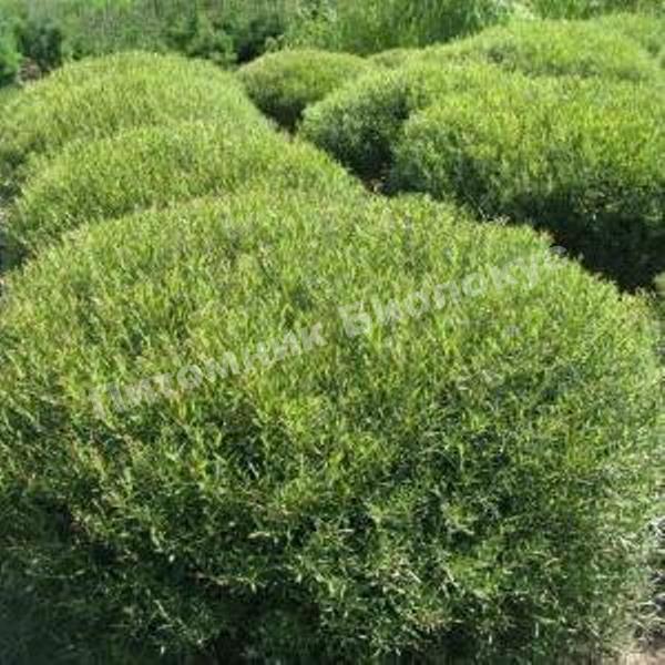 Ива пурпурная Нана