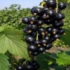 Смородина чёрная Зелёная дымка — фото сорта