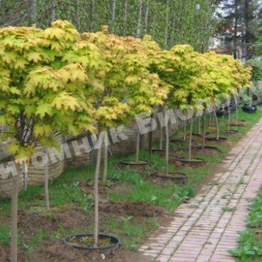 Клен платановидный