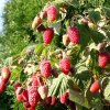 Малина Брянское диво — фото сорта
