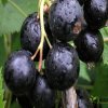 Смородина чёрная Добрыня — фото сорта