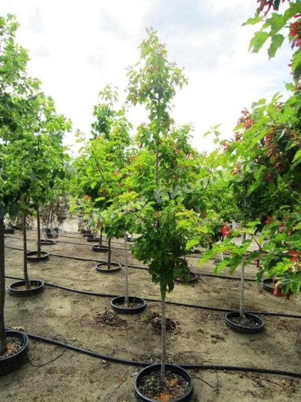 Клен Татарский