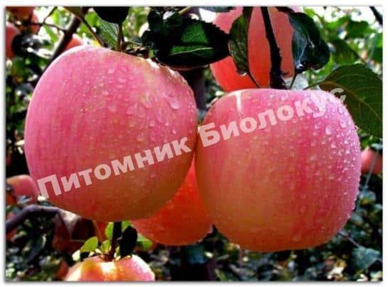 Яблоня Башкирский красавец