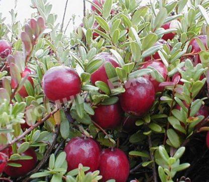 Клюква крупноплодная Кораллиум