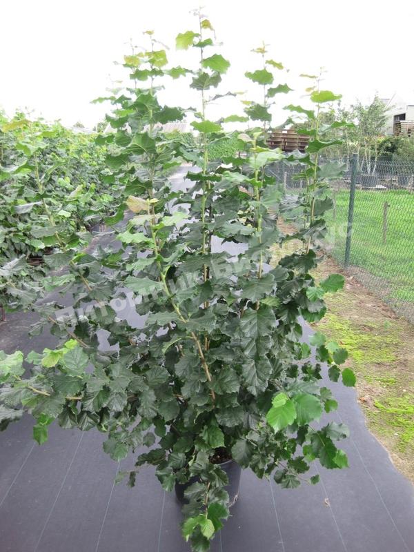 Лещина обыкновенная