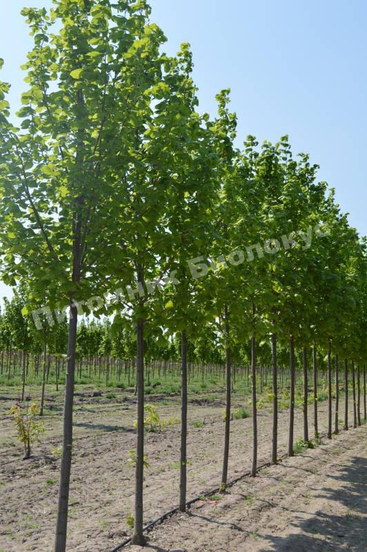 Липа крупнолистная