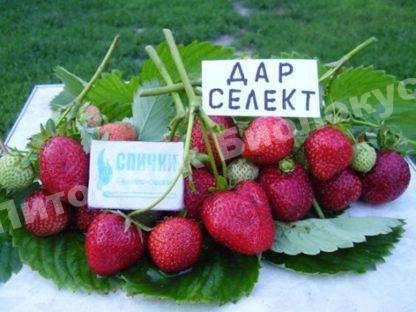 Клубника Дарселекты
