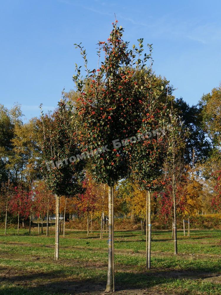 Рябина круглолистная