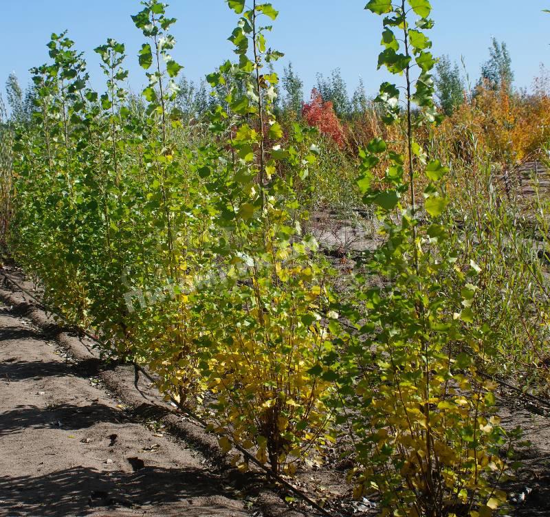 Тополь пирамидальный