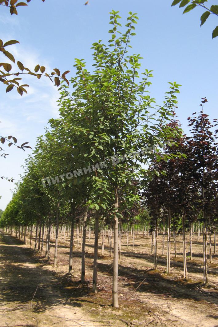 Черемуха Маака