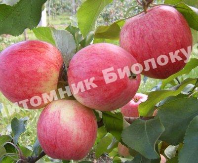 Яблоня брусничное