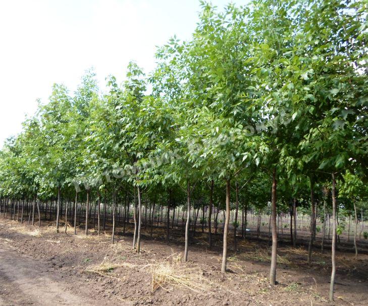 Ясень обыкновенный