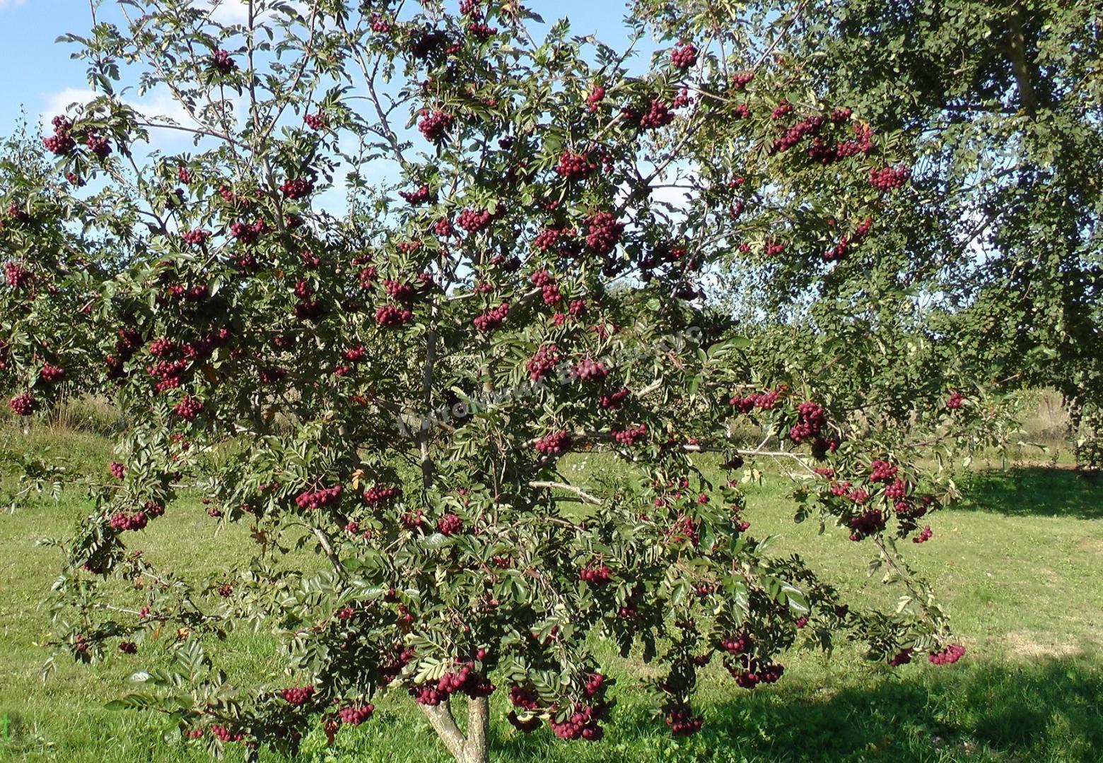 Рябина садовая Гранатная