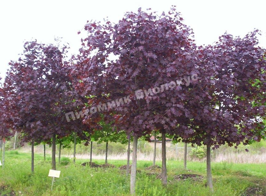 Клен остролистный Фассенз Блэк