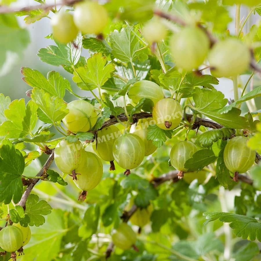 Крыжовник Карнивал