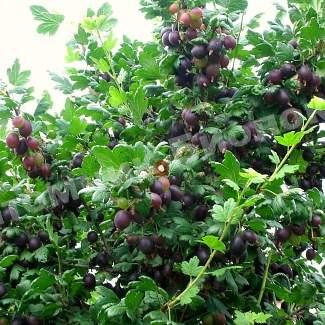 Крыжовник Черномор