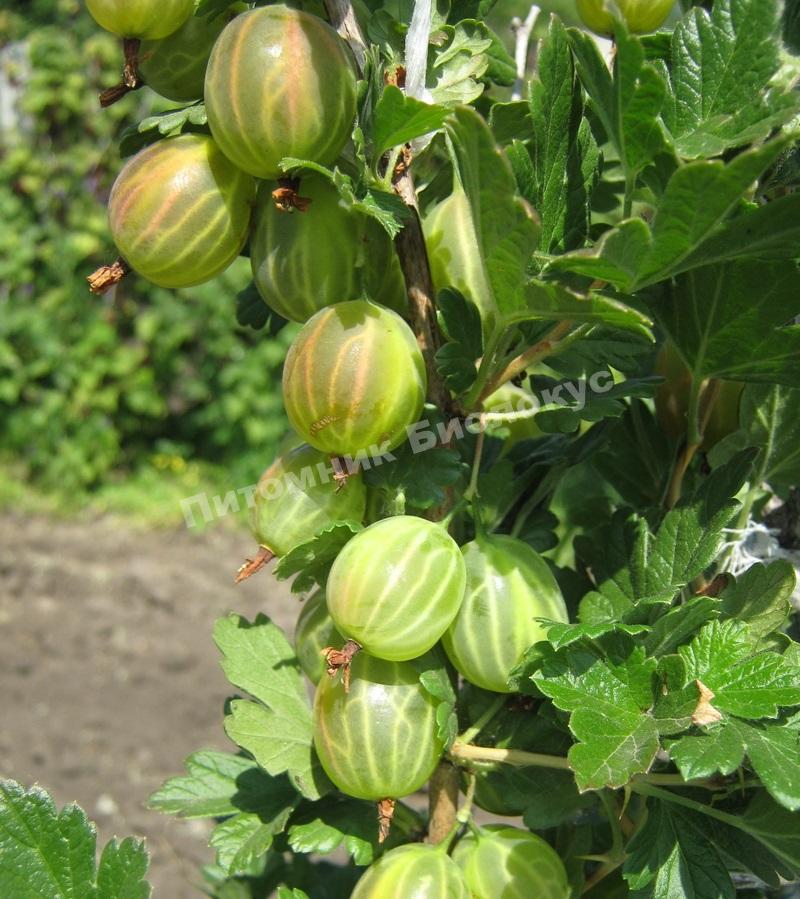 Крыжовник Малахит