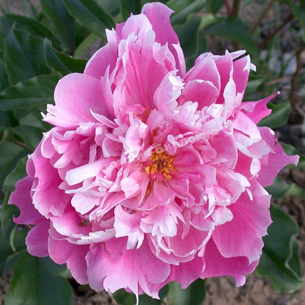 Пион травянистый Бушела