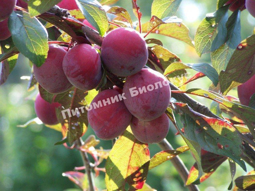 Алыча Подарок Приморью
