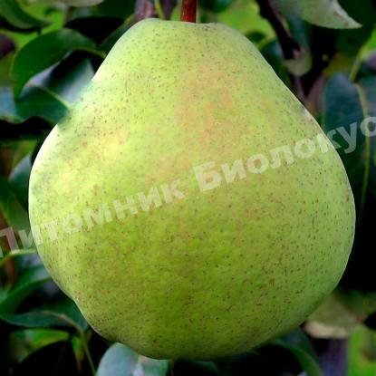 Груша колоновидная Изумруд