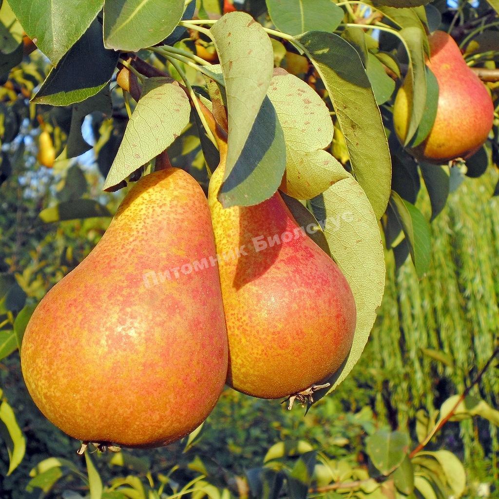 Груша колоновидная Г-4