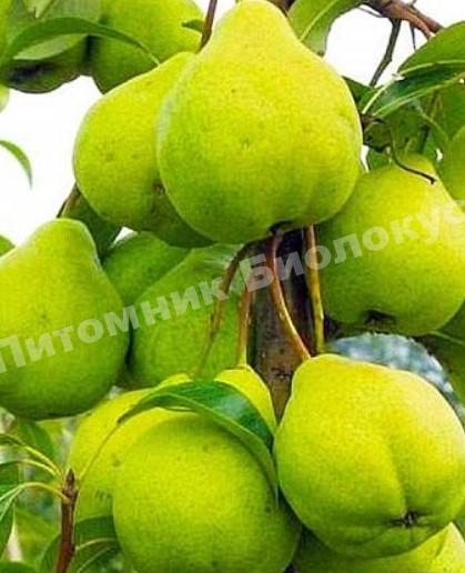 Груша колоновидная Зеленый дождь