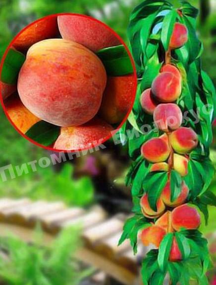 Персик колоновидный Тотем садовода