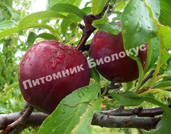 Алыча Клеопатра