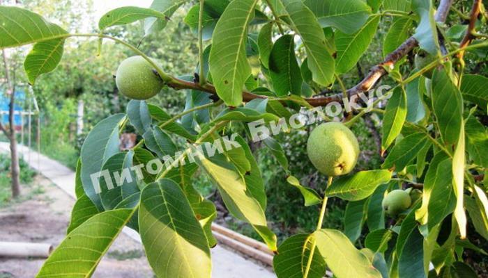 Грецкий орех Бахчисарайский