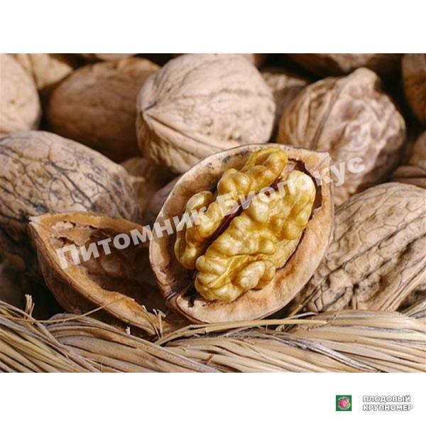 Грецкий орех Селекционер