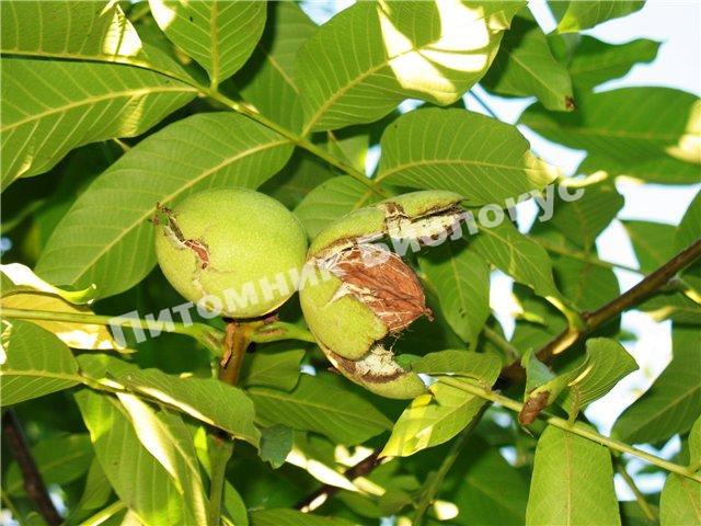 Грецкий орех Вировский