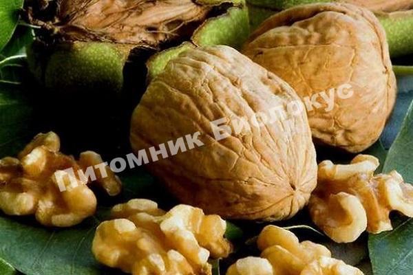 Грецкий орех Пятилетка