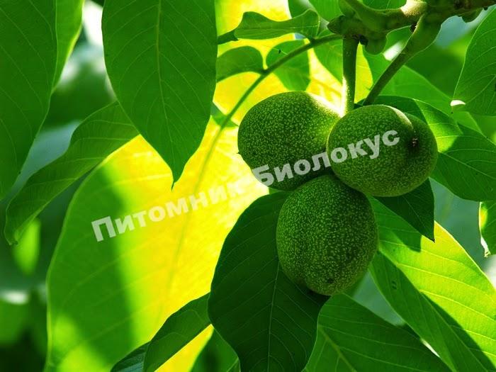 Грецкий орех Костюженский