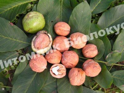 Грецкий орех Пинский