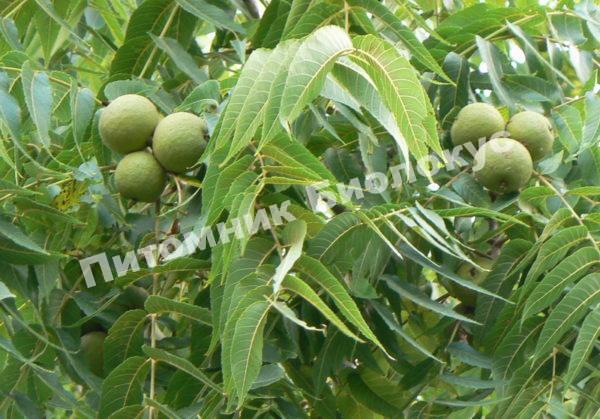 Грецкий орех Черный