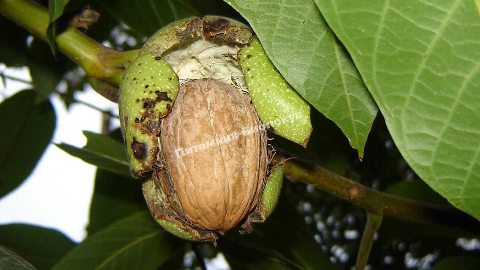 Грецкий орех Молдавский латерал