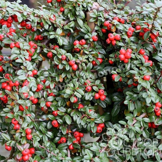 Кизильник Даммера Майор