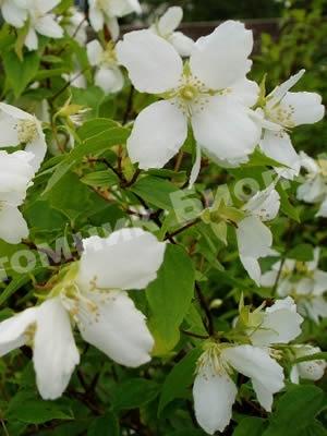 Жасмин гибридный Лемуана