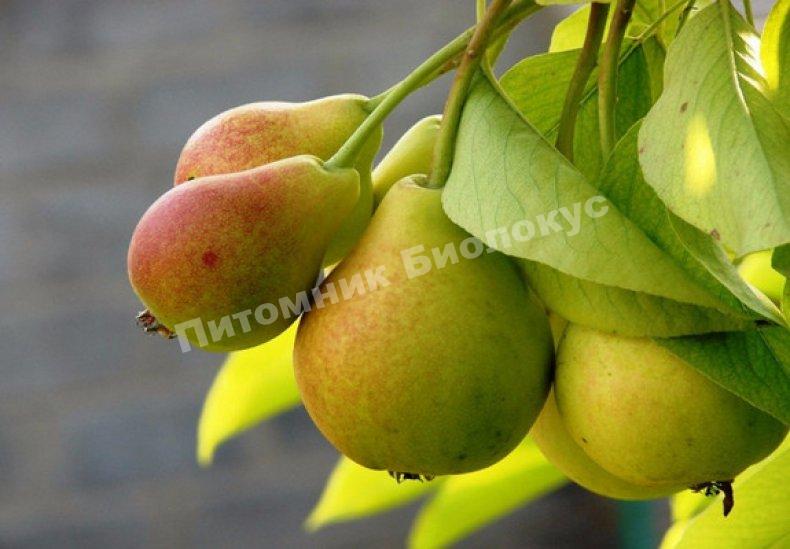 Колоновидная груша Нежность