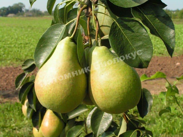 Груша колоновидная Декора