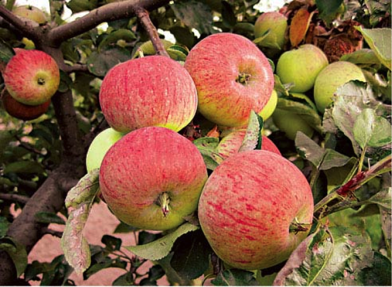 Яблоня Боровинка