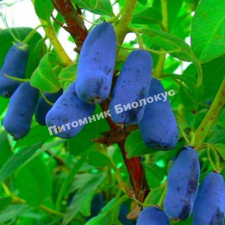 Жимолость Васюганская