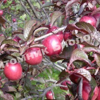 Алыча Краснолистная ТСХА