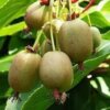 Актинидия аргута Ранняя