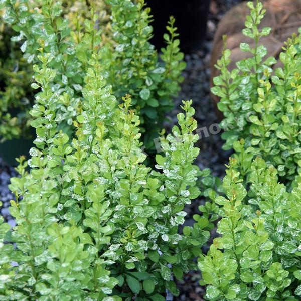 Барбарис Тунберга Поувов