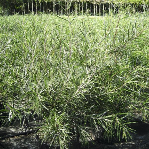 Ива лохолистная узколистная