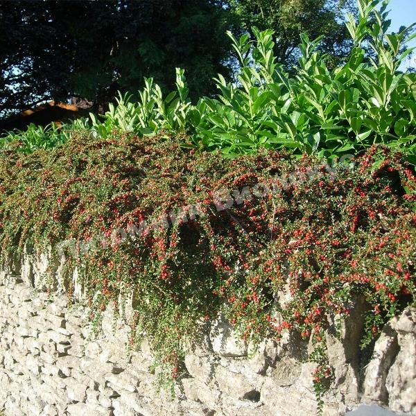 Кизильник гибридный Стокгольм