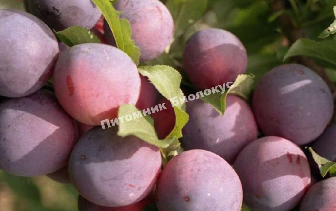 Алыча Подарок друзьям