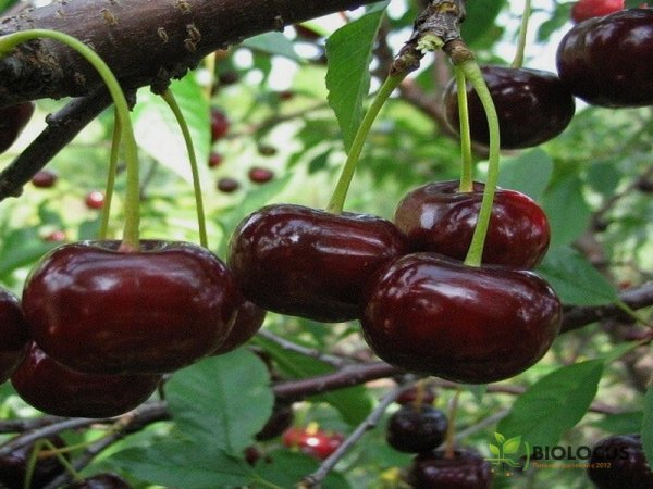 Вишня Дюк Ширпотреб чёрная