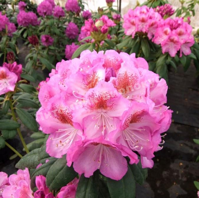 Рододендрон гибридный Казимир Одновичен